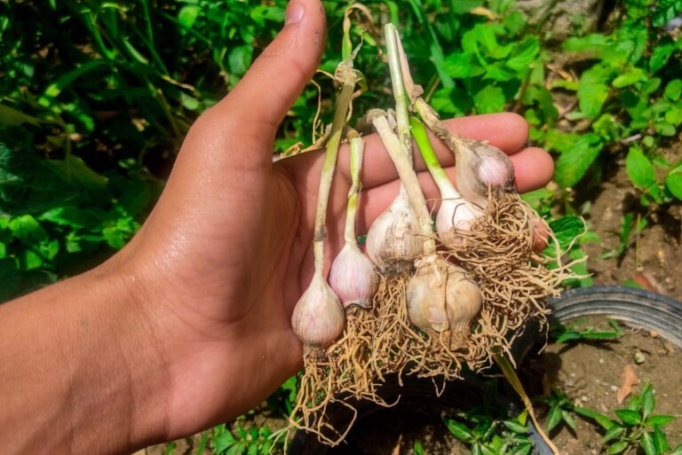 gardener holds a bunch of freshly harvested garlic bulbs