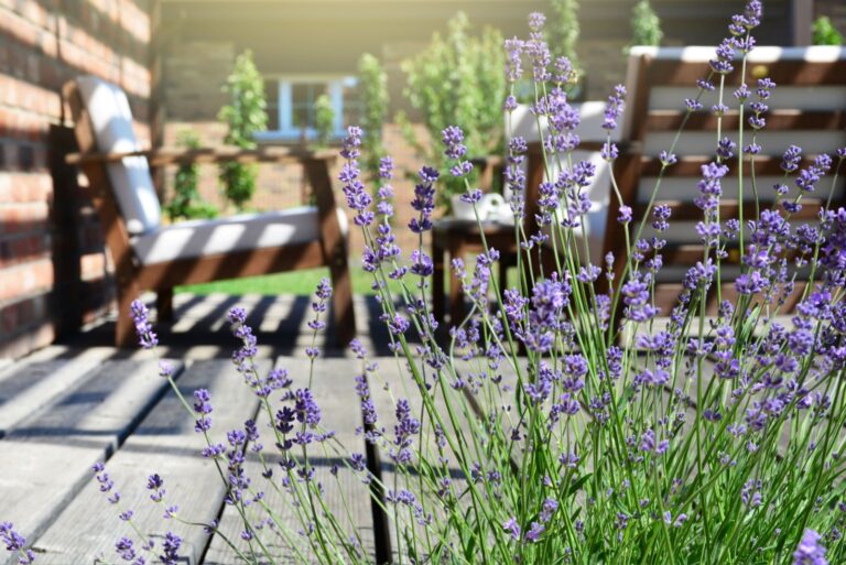 lavender on patio