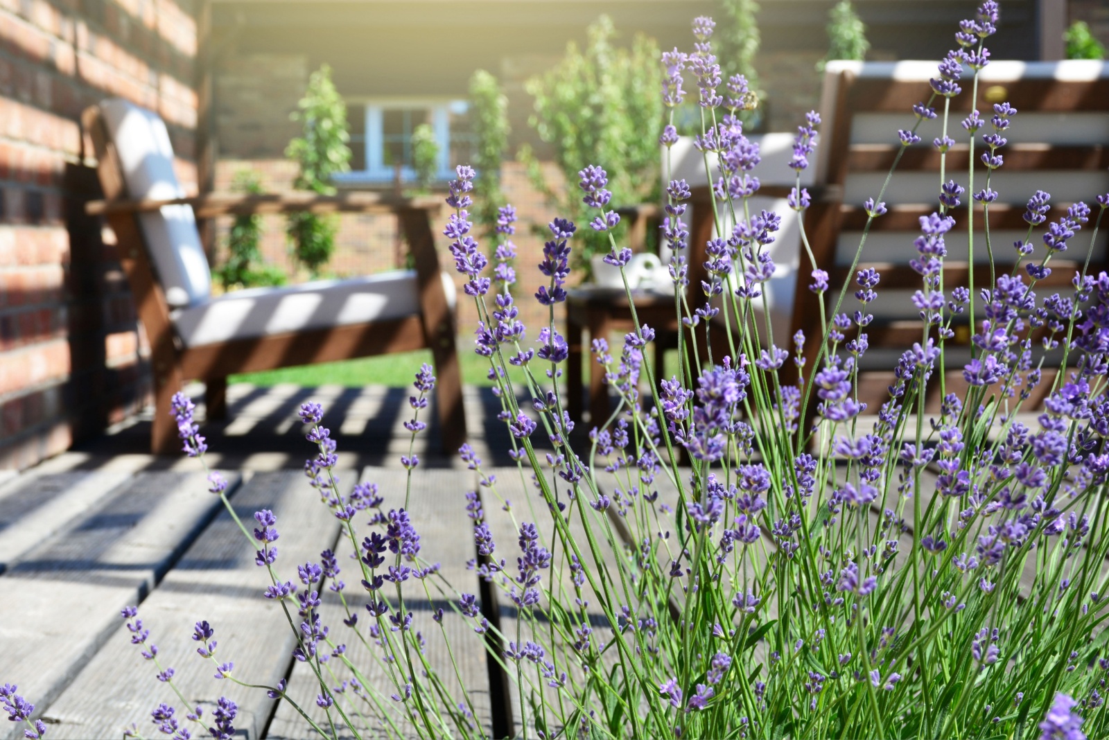 8 Reasons Lavender Belongs Near Your Colorado Patio