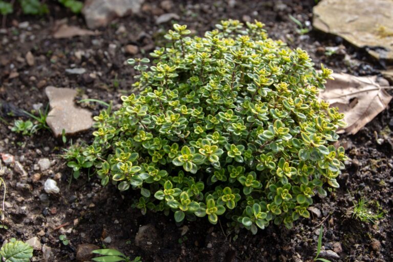 Thymus citriodorus culinary herb plant. Lemon or citrus thyme decorative bush.