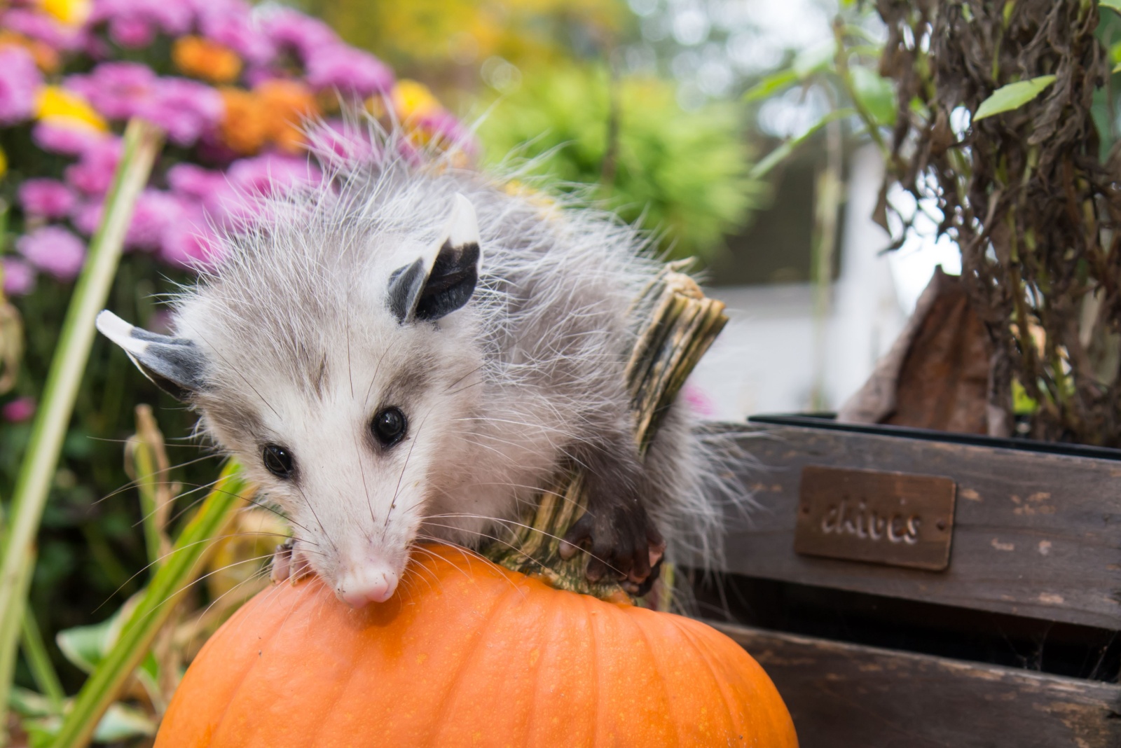 opossum feeding on a pumpkin