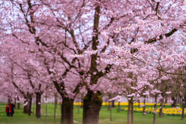 Cherry tree (featured image)