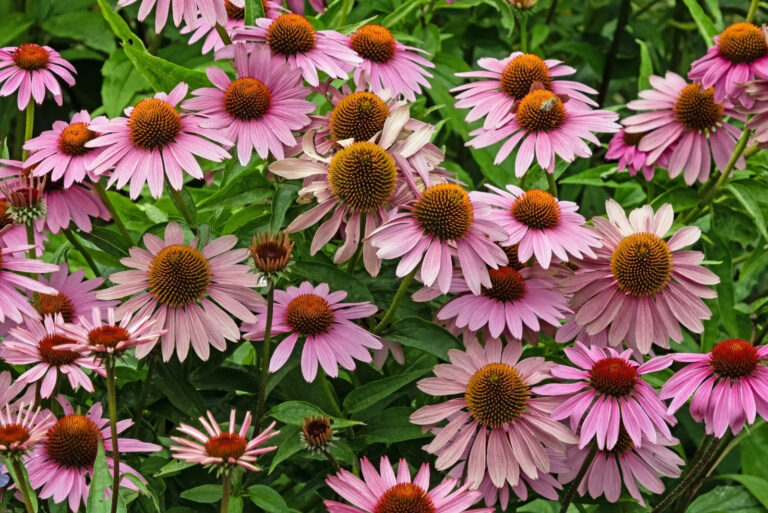 Coneflowers (featured image)