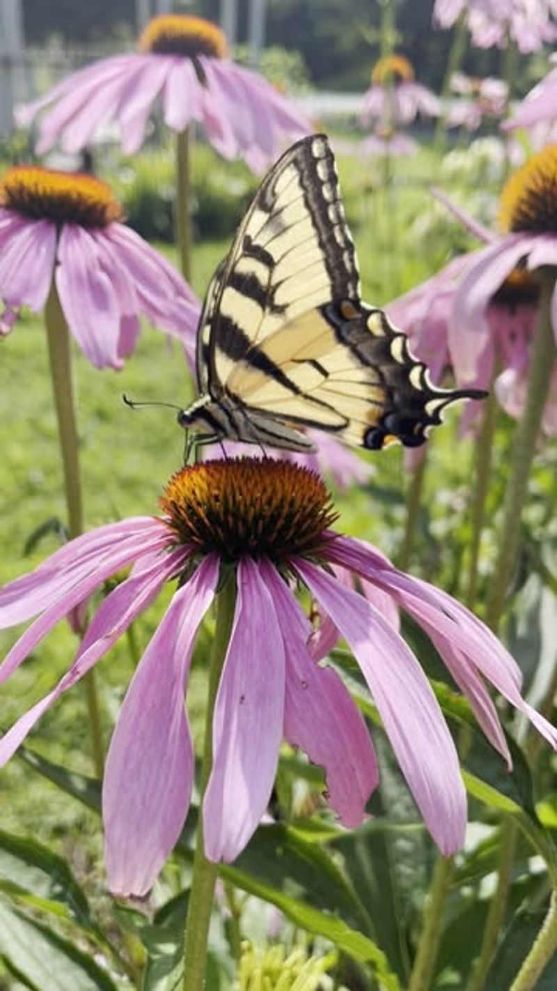 Pollinator Magnet