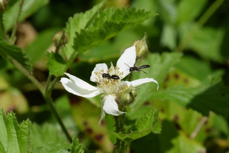 Pesticide Overuse Harms Pollinators