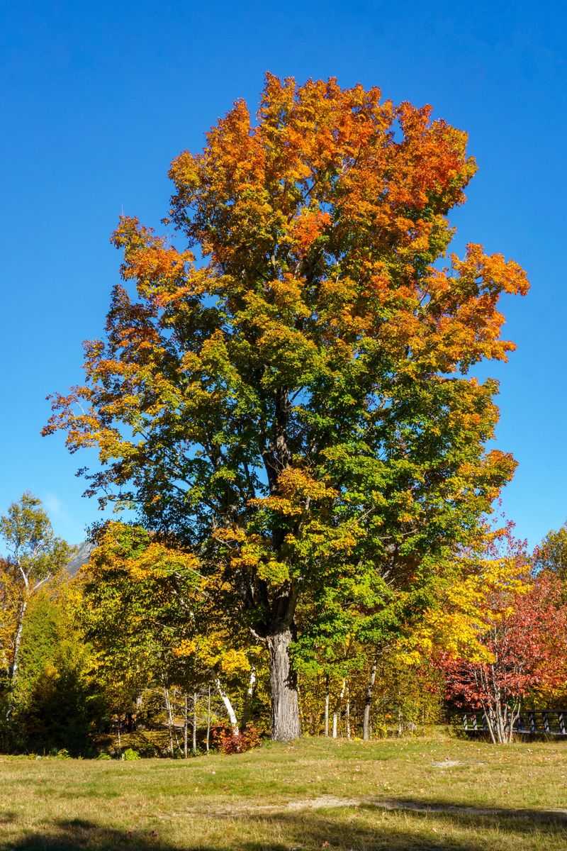 Sweet Sap Flow Peaks In Autumn