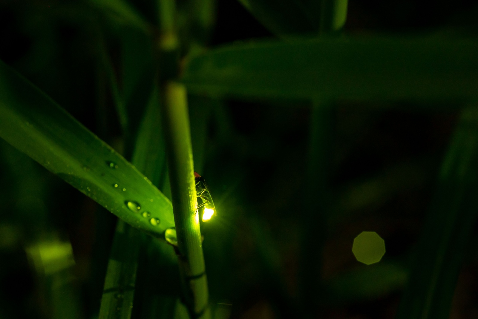 8 Reasons Why Fireflies Are Rapidly Disappearing In Texas