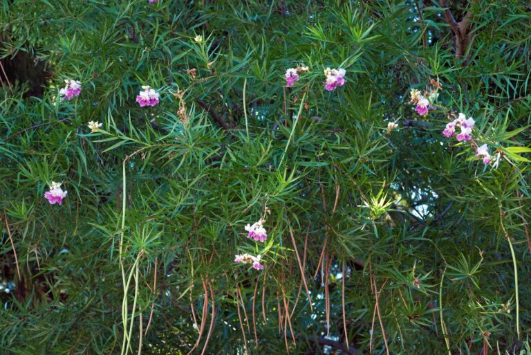 Desert willow (Chilopsis linearis)