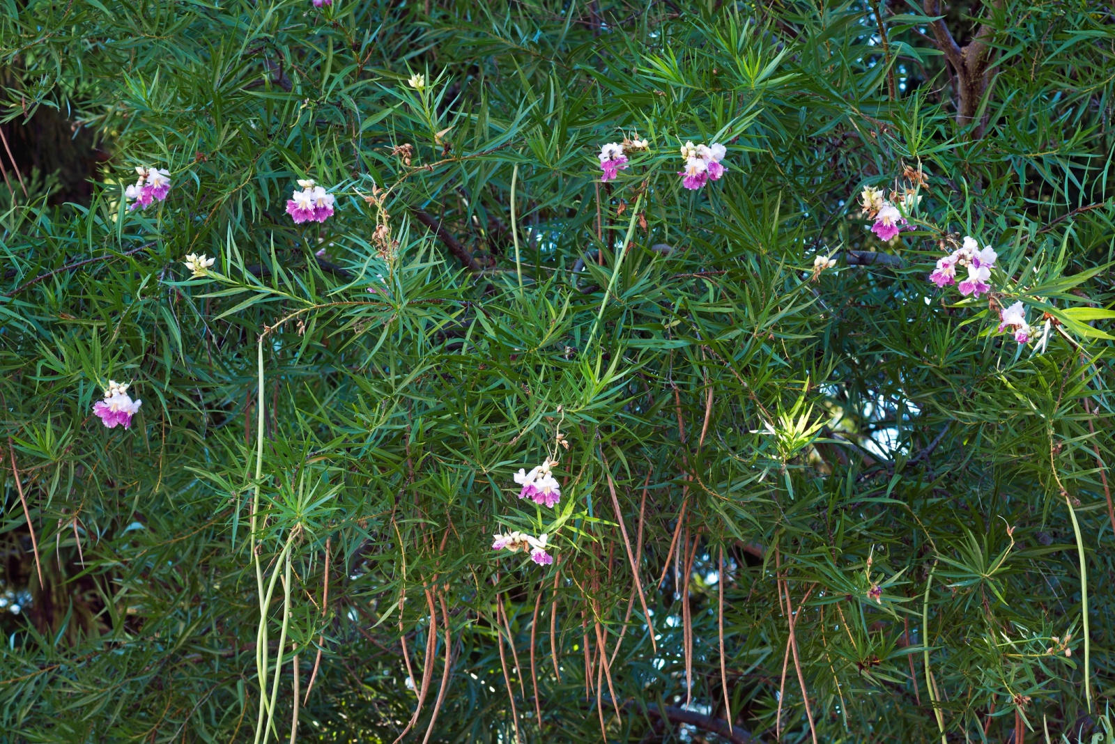 8 Reasons Why This Tree Draws Every Bee And Bird In Arizona In September