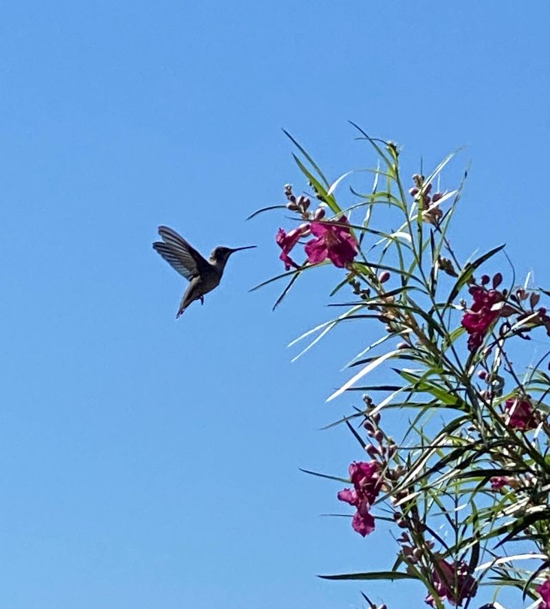 Trumpet Flowers Packed With Nectar