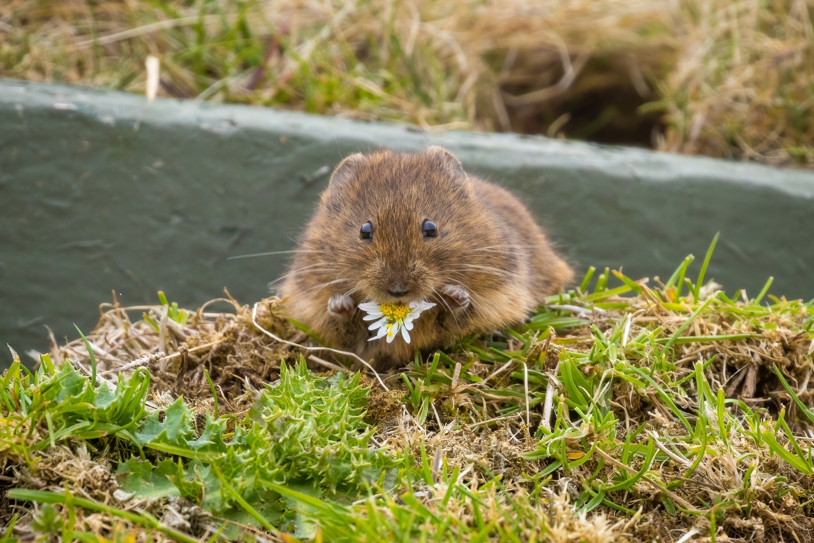 8 Safe Methods To Control Voles In Oregon Lawns