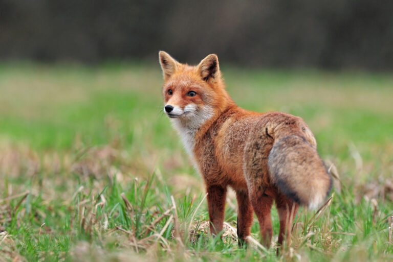fox (featured image)