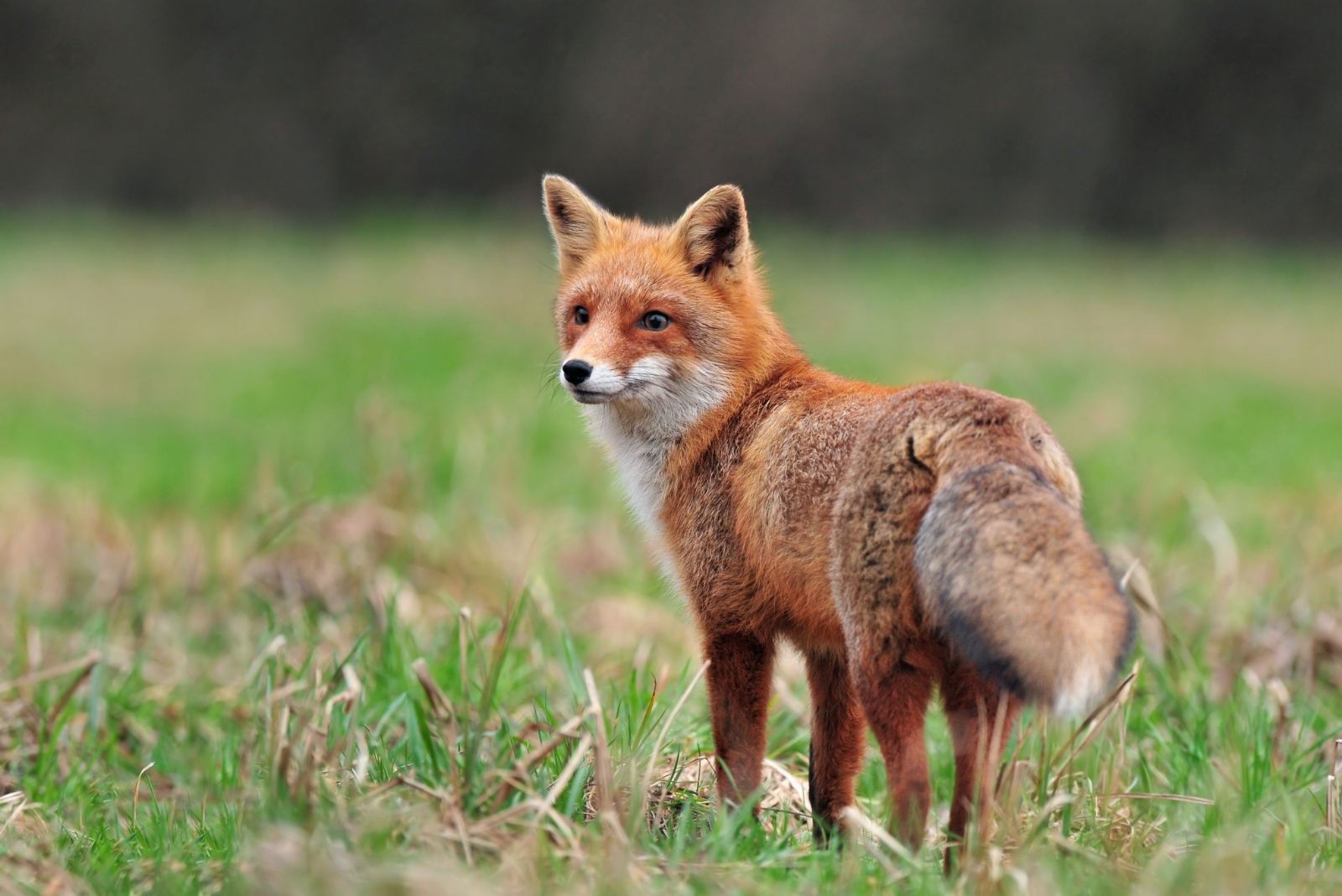 8 Safe Solutions To Stop Foxes From Visiting Your Yard In Oregon