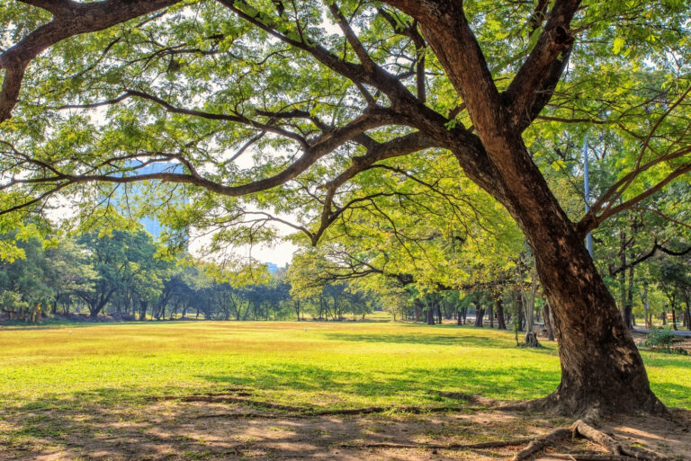 tree (featured image)