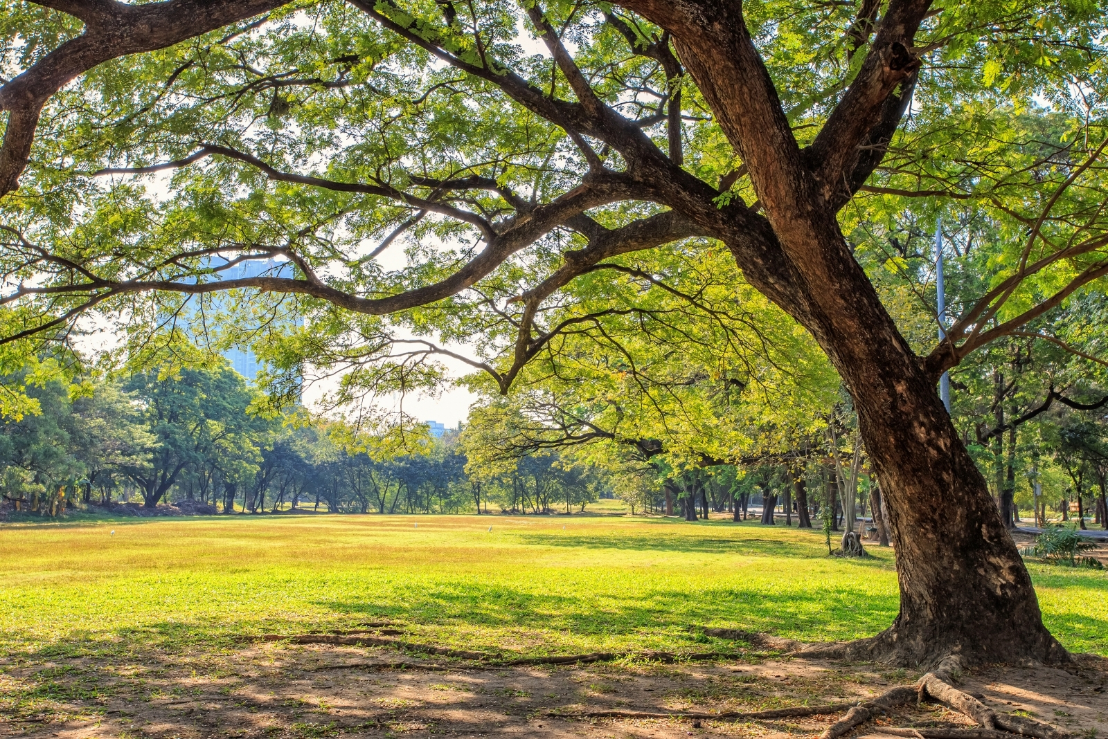 8 Signs That The Ball Of Leaves In Your Ohio Tree Isn’t A Bird Nest