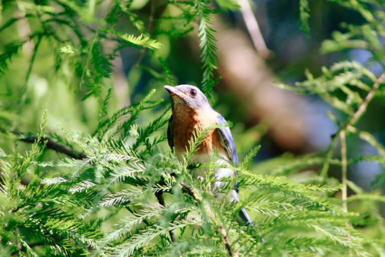 Eastern Bluebird perching in an evergreen tree