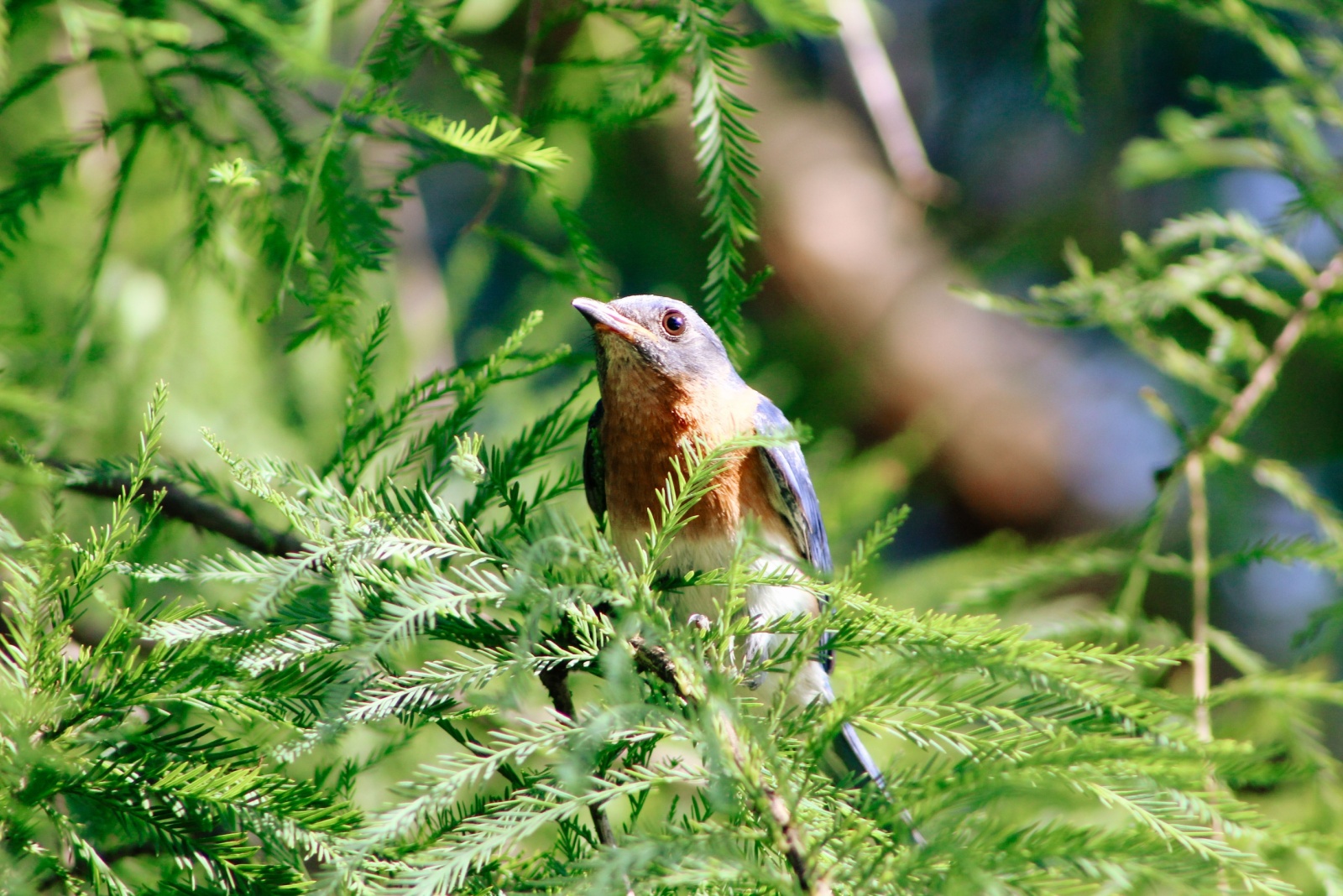 8 Simple Ways To Help Wild Birds Prepare For Fall In North Carolina
