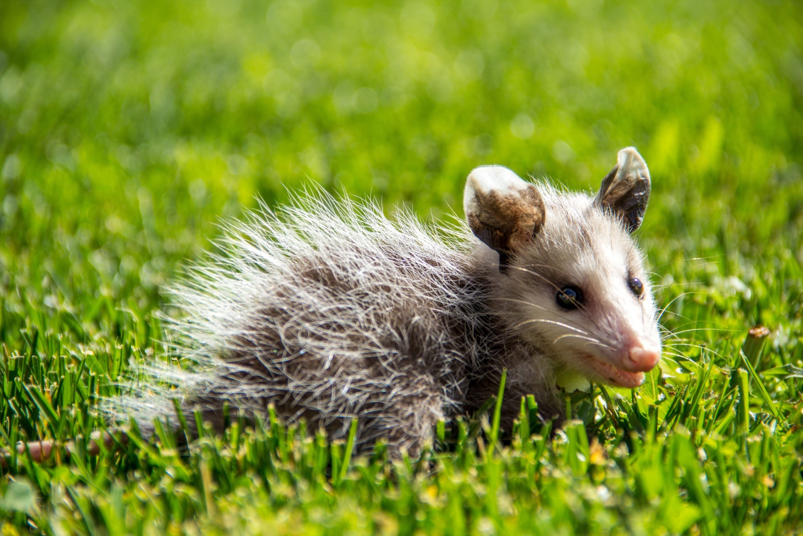 8 Smart Things To Do When You Spot An Opossum In Your California Yard