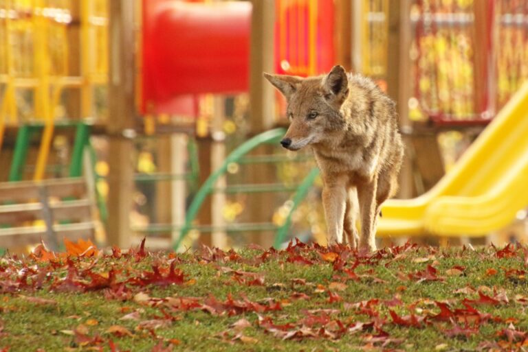 Coyote in School Park