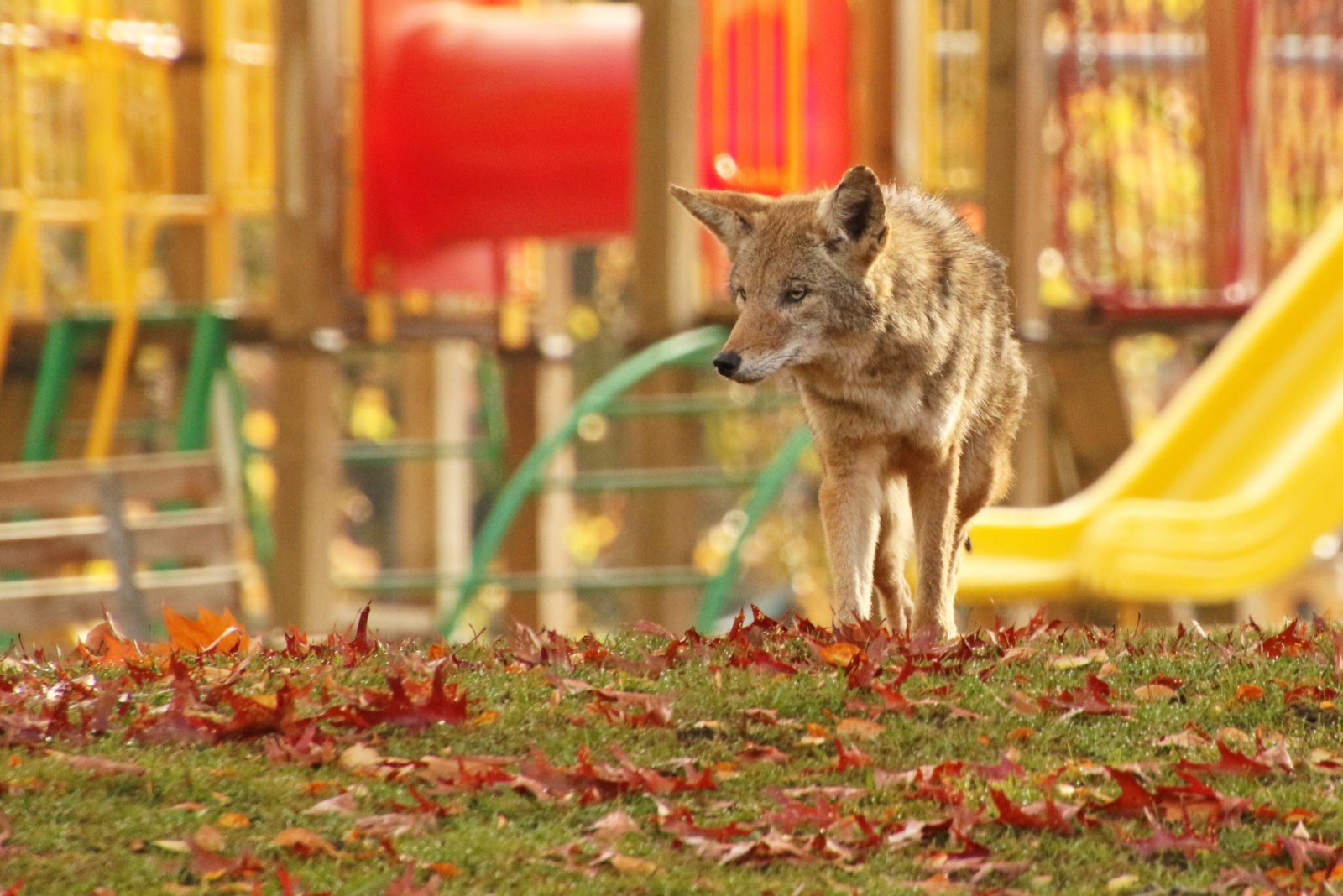 8 Smart Ways To Handle Coyotes In Massachusetts Yards (And 4 You Shouldn’t Try)