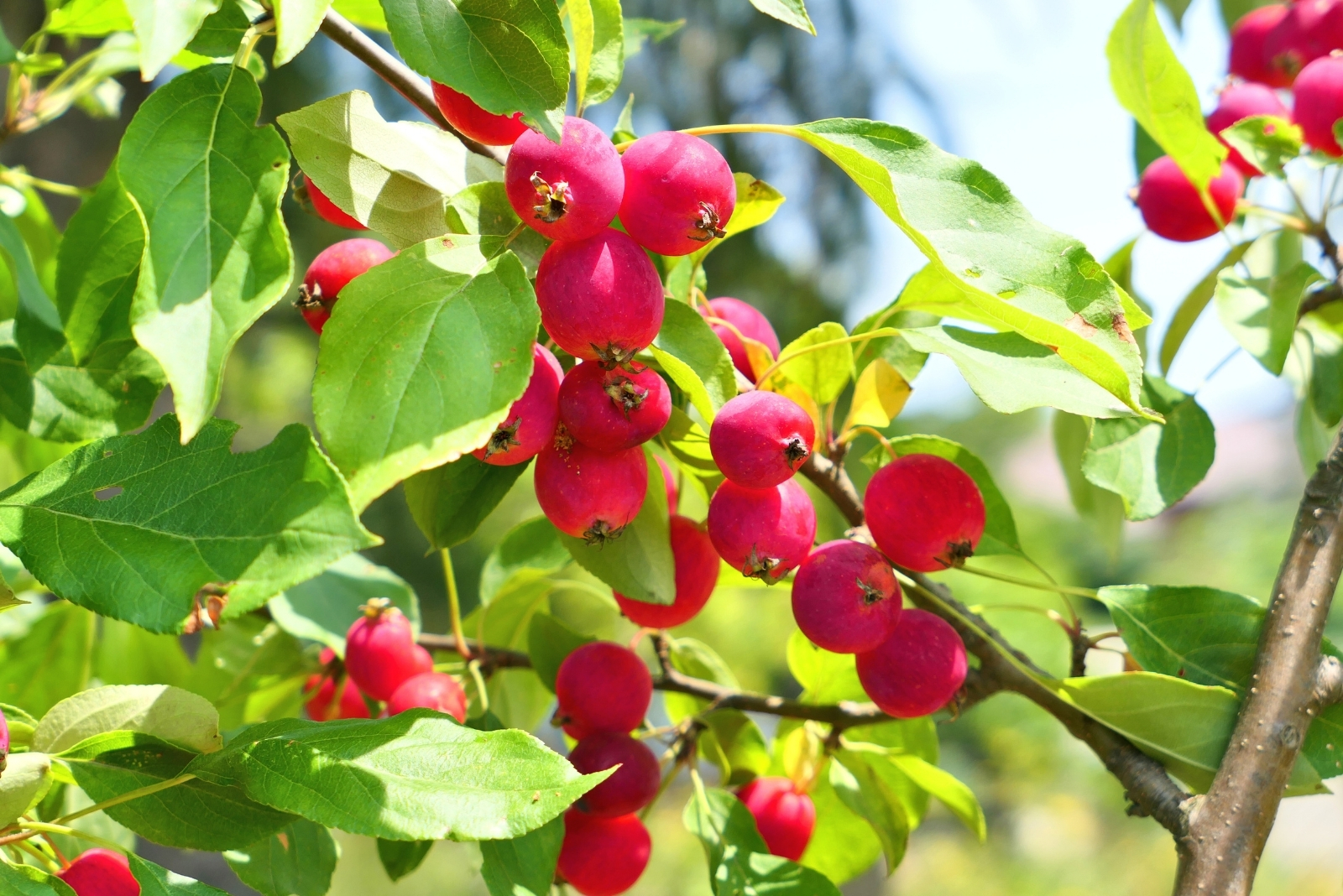 8 Steps To Grow A Healthy Crabapple Tree In Michigan