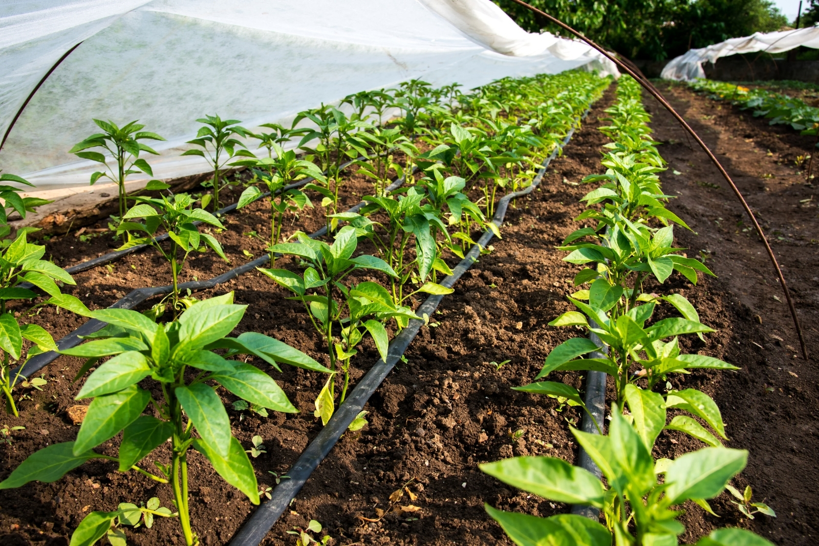 8 Steps To Prepare Your Fall Vegetable Garden In East Texas