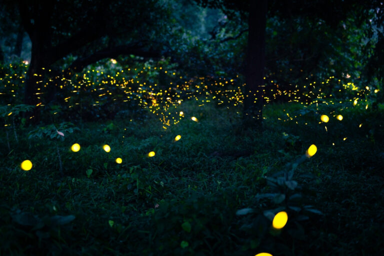 Fireflies (featured image)