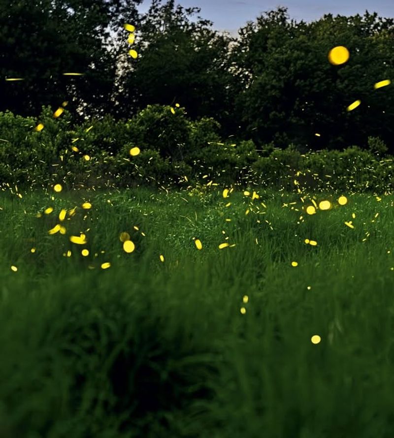 Light Pollution Disrupts Mating Signals