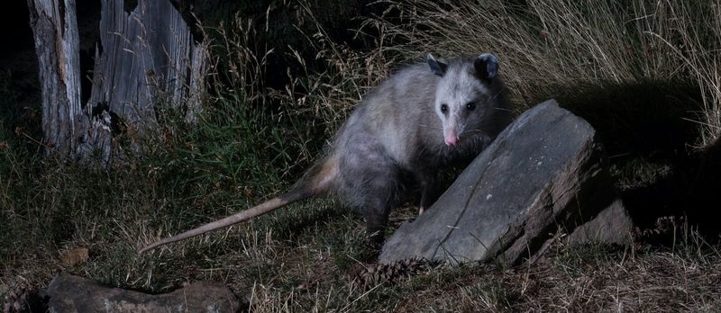 Why Possums Appear in Arizona Gardens at Night
