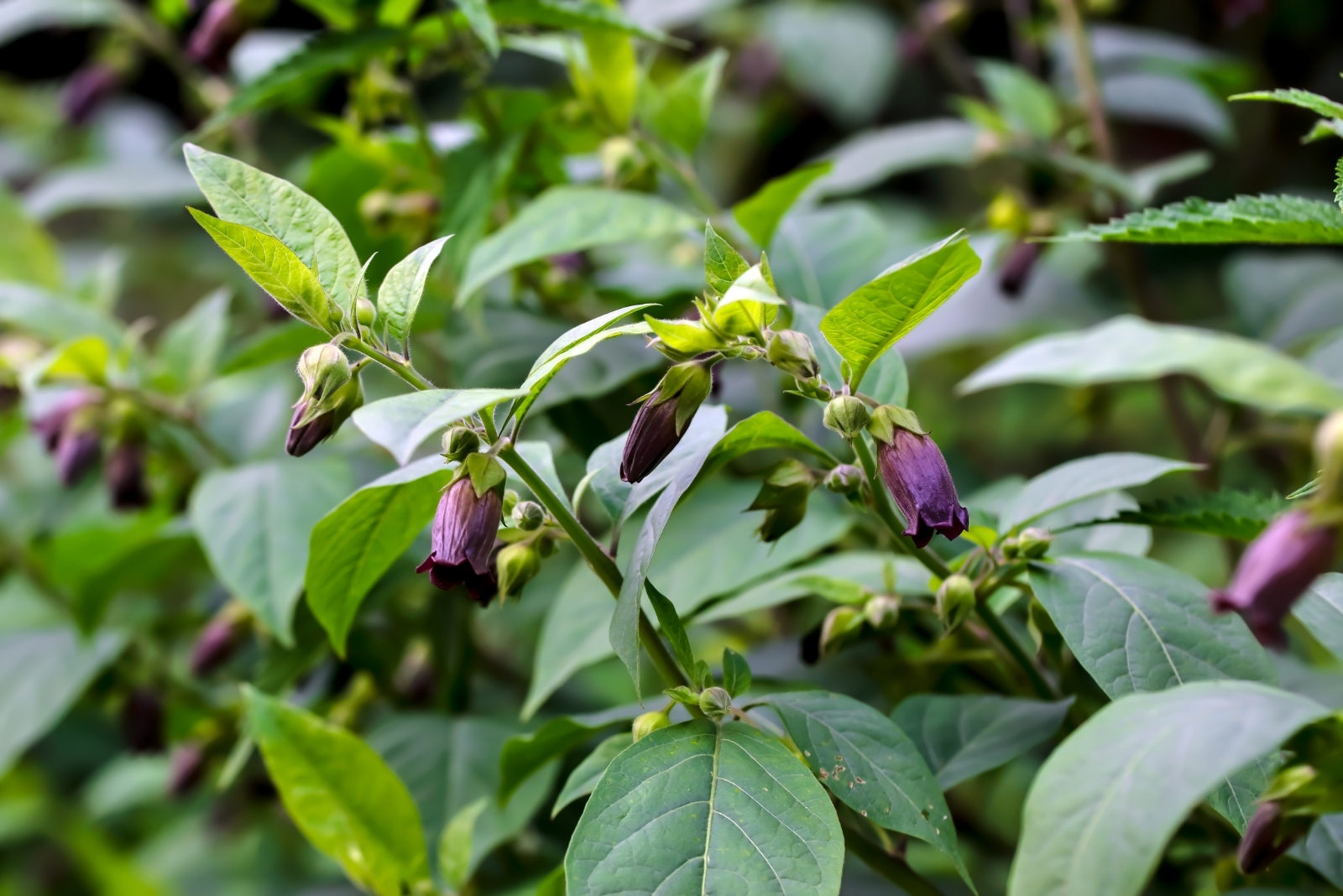 8 Things Gardeners Should Know About Belladonna In Georgia