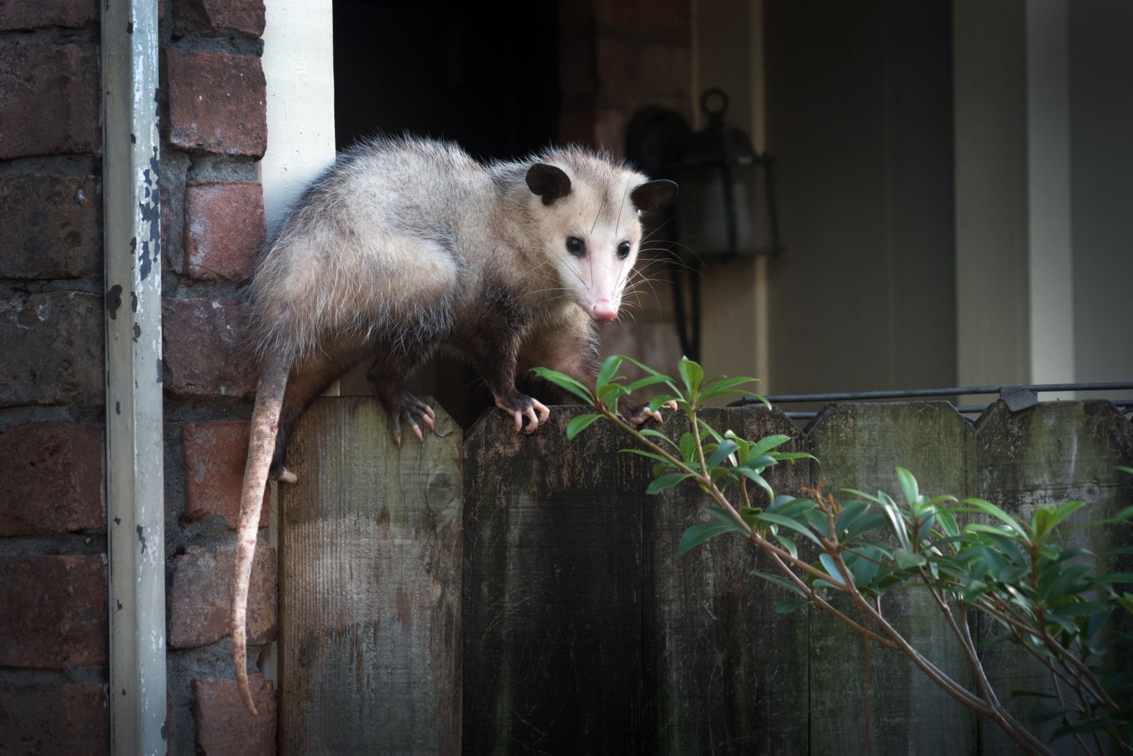 8 Things Ohio Homeowners Should Know Before Removing Possums From Their Yard