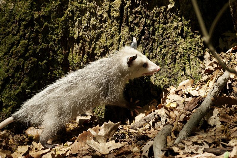 Possums Are Actually Beneficial Garden Allies