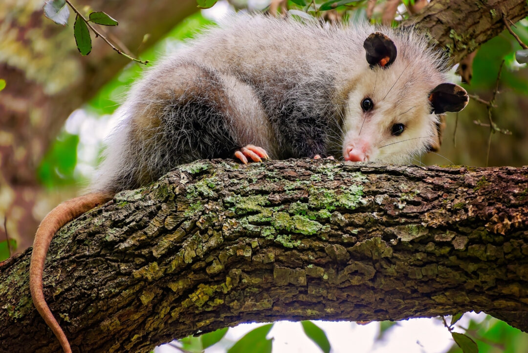 8 Things To Consider Before Removing Possums From Your North Carolina Yard