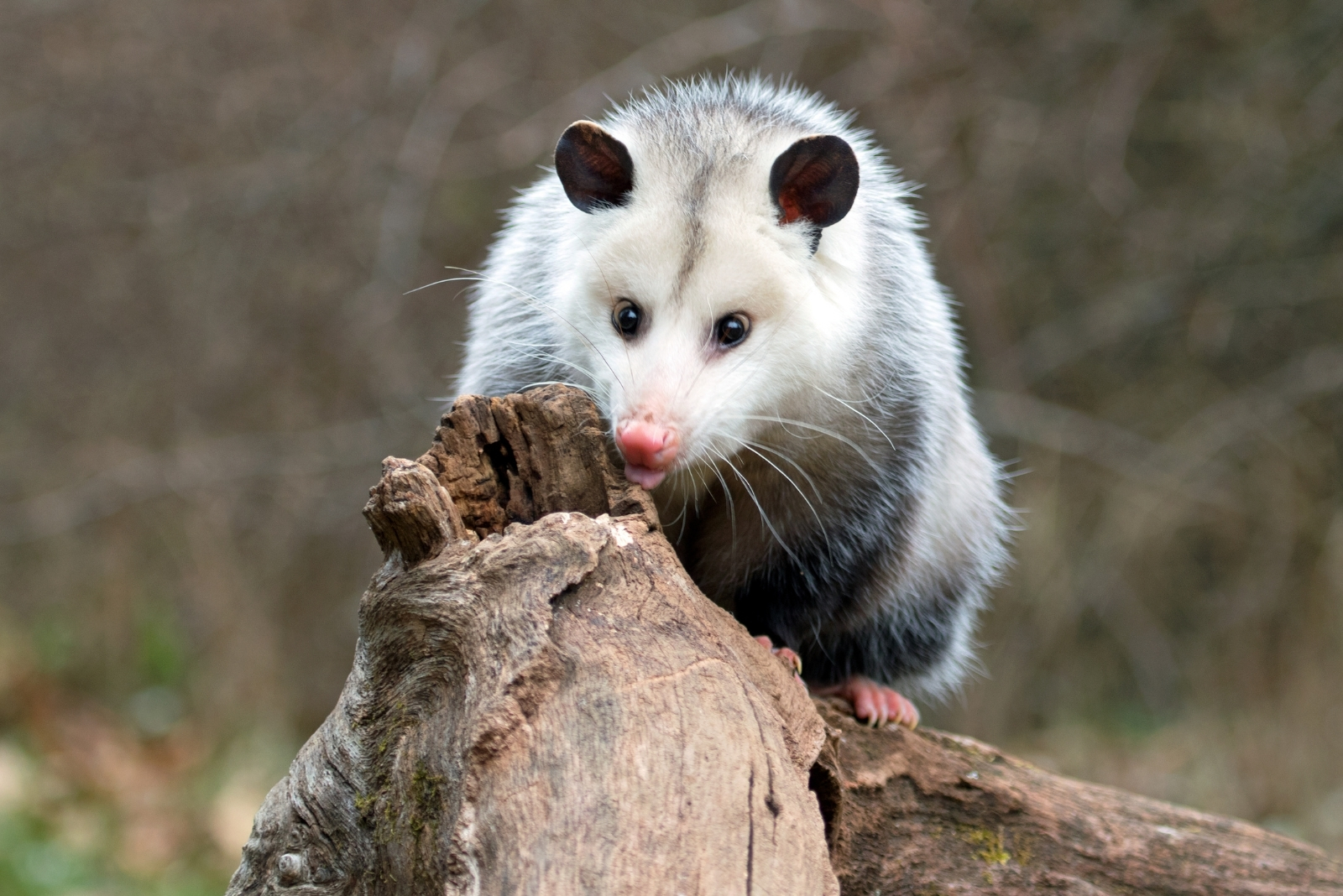 8 Things To Consider Before Removing Possums In Wisconsin