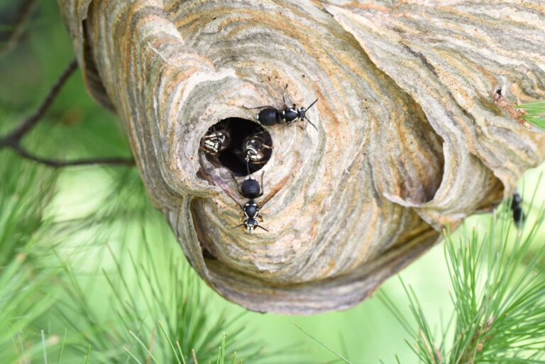 Bald-faced hornets emerging from their nest