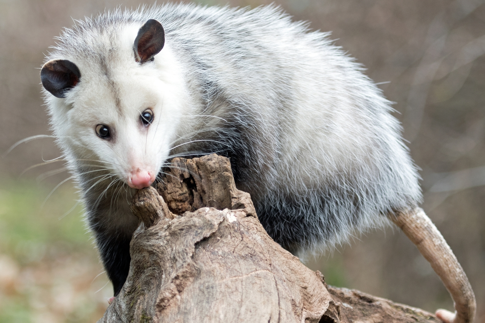 8 Things To Know Before Removing Possums From Your Yard In Minnesota