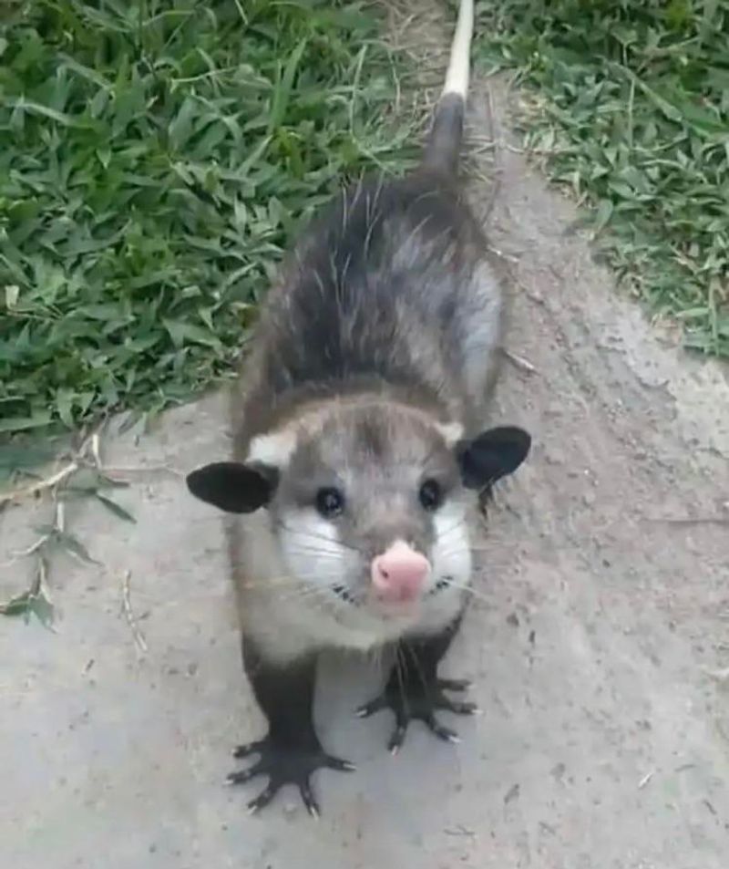 Possums Are Actually Beneficial