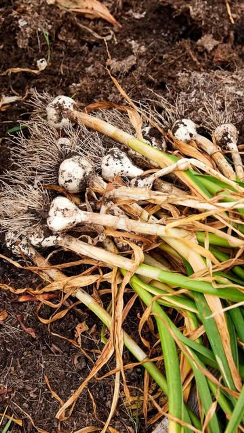 Garlic