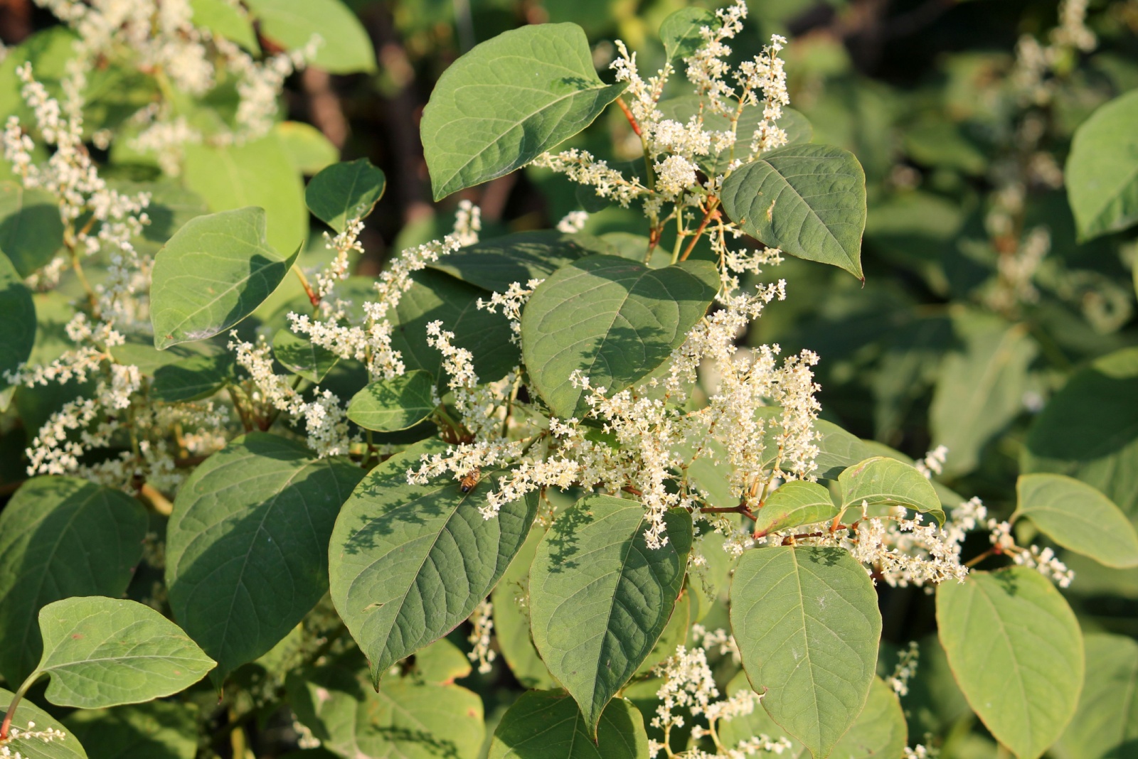8 Ways Pennsylvania Homeowners Can Get Rid Of Japanese Knotweed