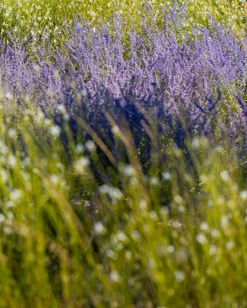 Mediterranean Plant Selection