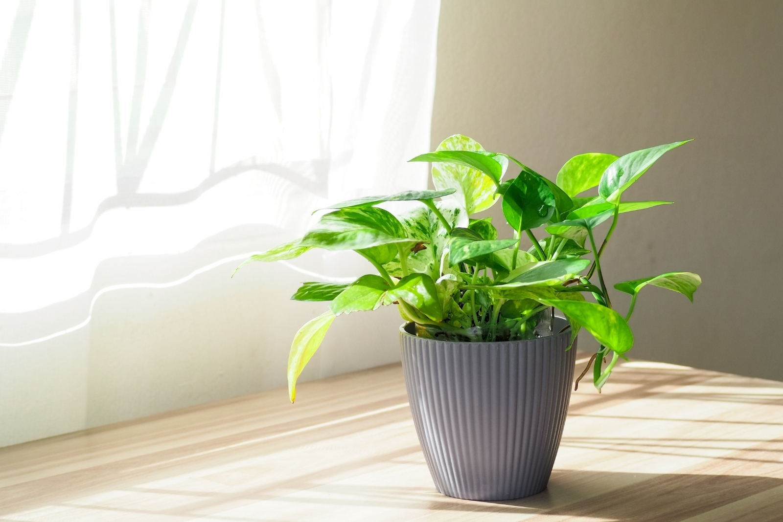 8 Ways To Help Pothos Thrive During Fall Changes In California