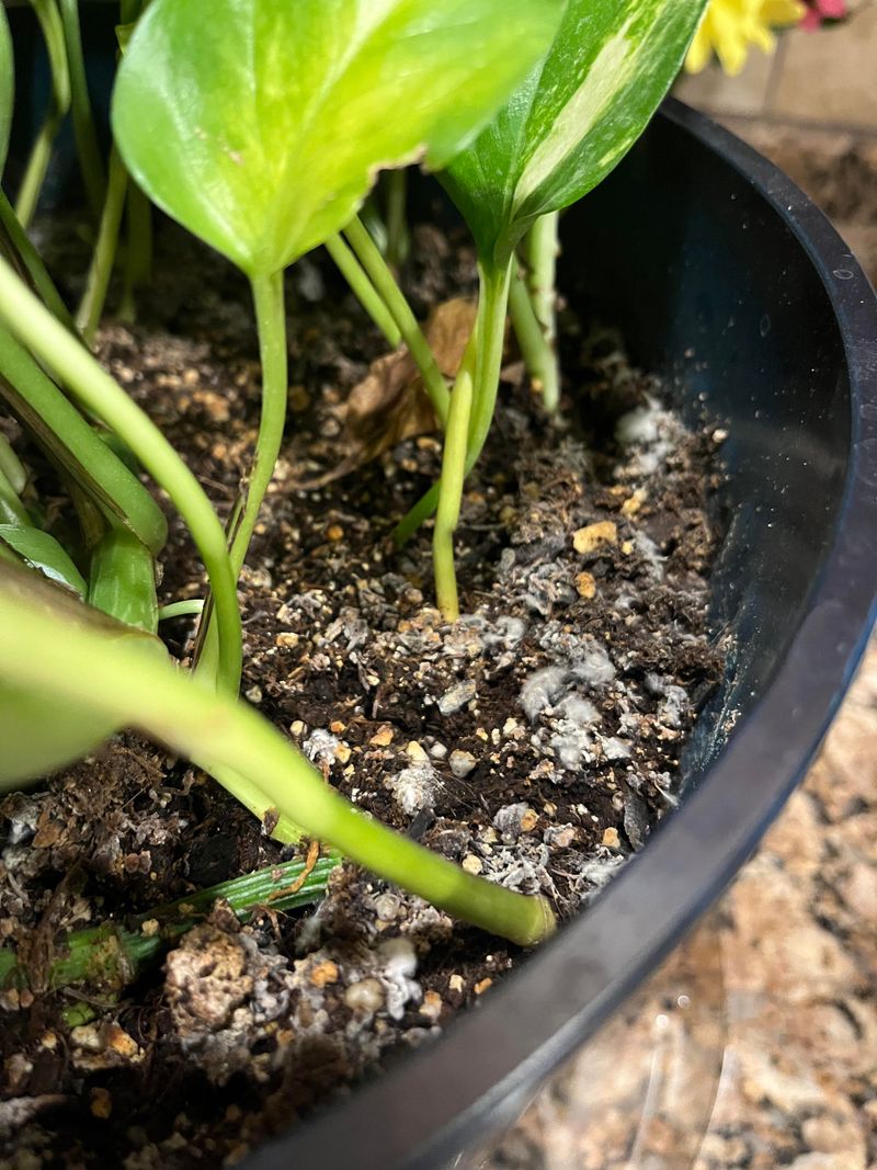 Adjust Watering Schedule
