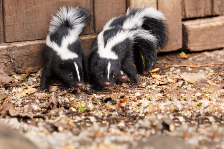 animals in the garden (featured image)
