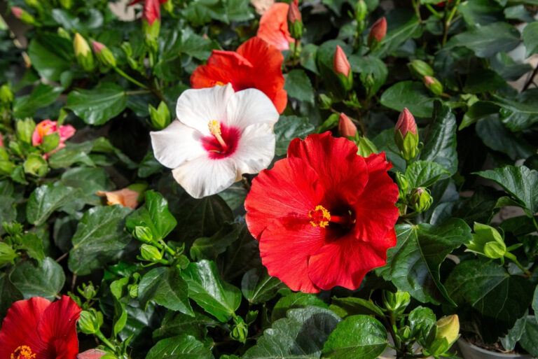 Hibiscus (featured image)