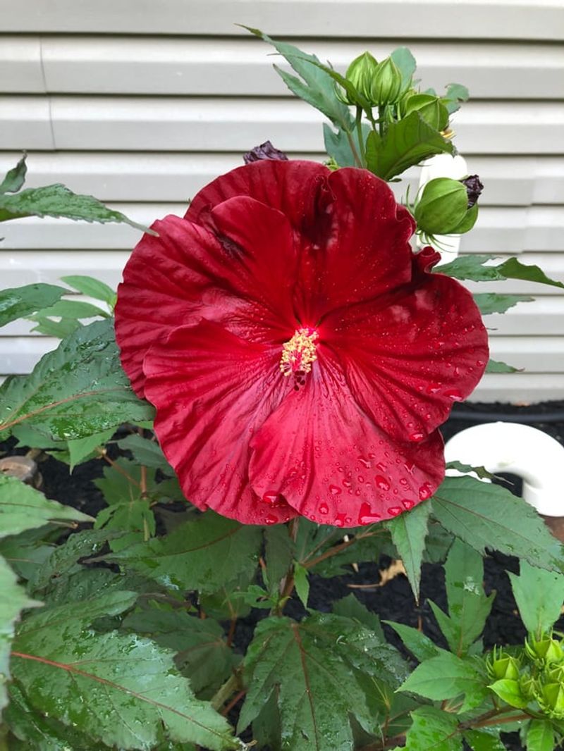 Perfect Your Watering Routine