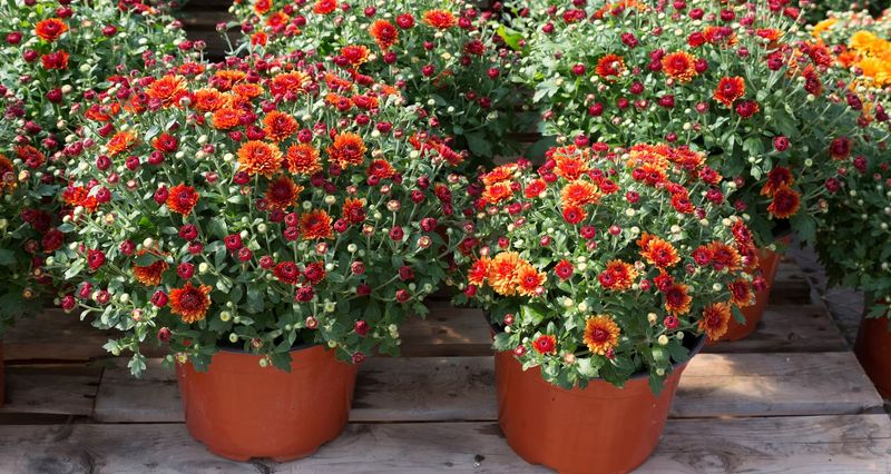 Choose Michigan-Hardy Varieties