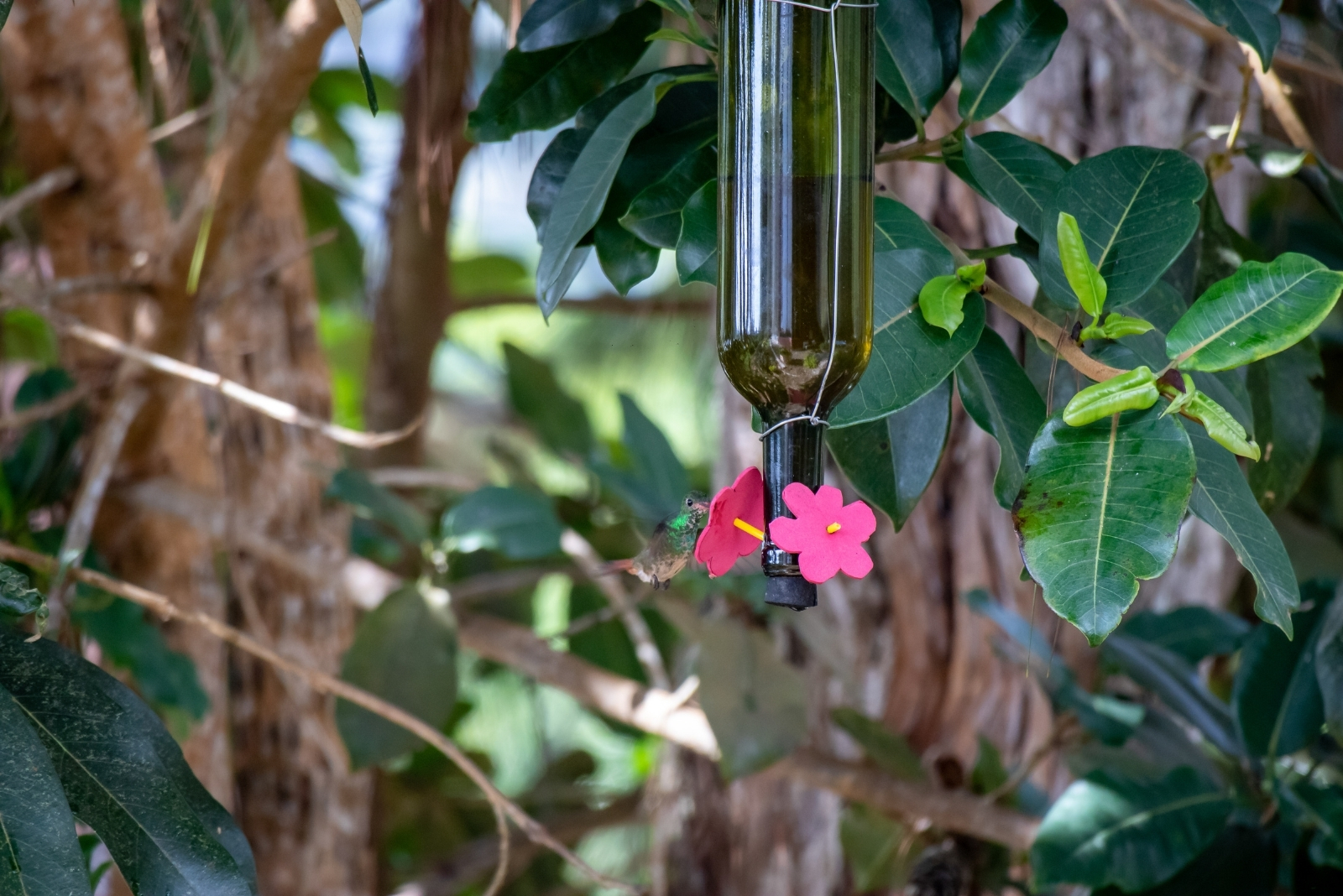8 Ways To Repurpose A Wine Bottle Into A Bird Feeder In California