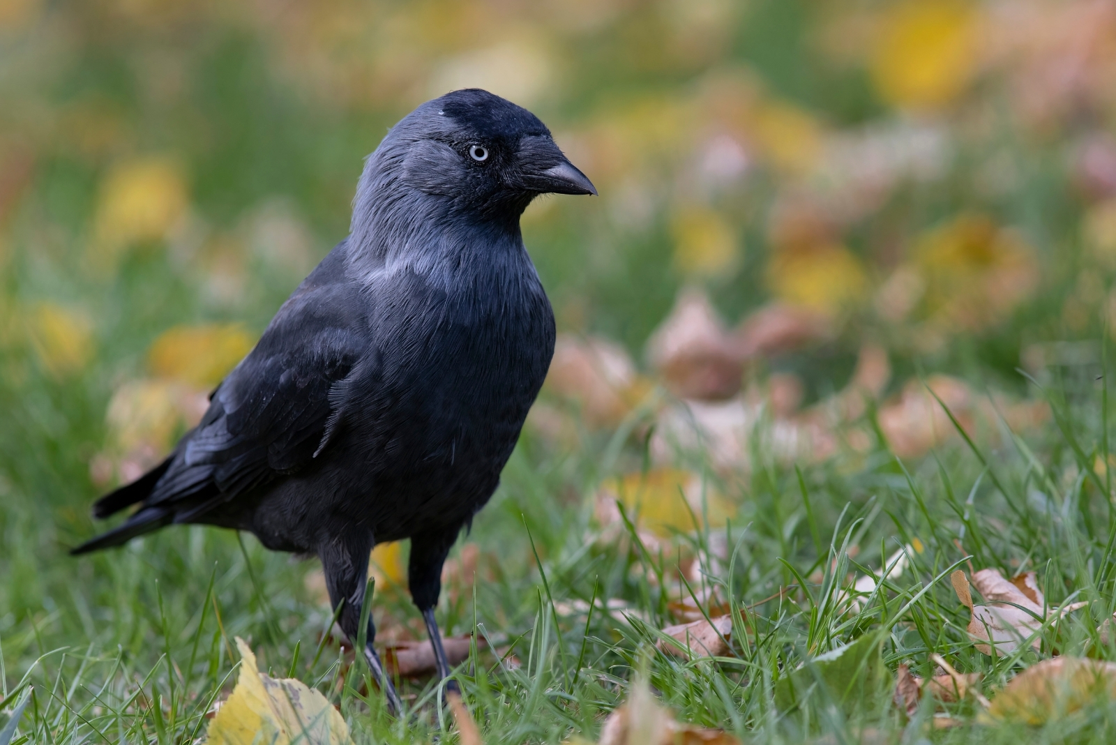 8 Ways To Stop Jackdaws From Eating Bird Food In California