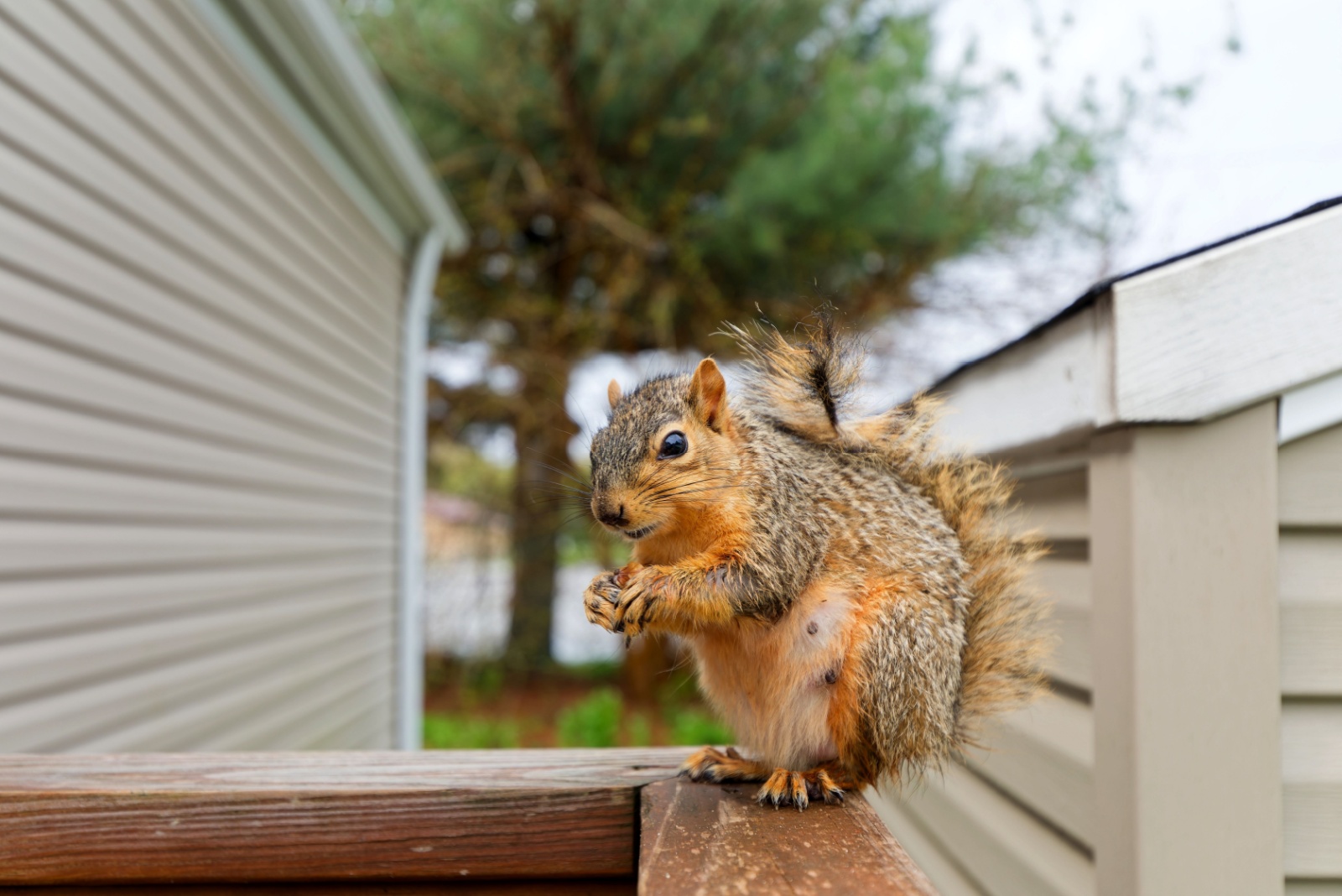 8 Wild Animals Thriving In South Carolina Cities (And Already In Yards)