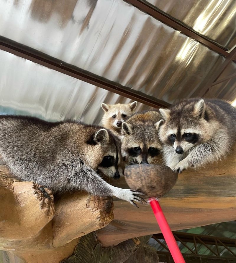 Raccoons Raiding Trash Cans Under Moonlight